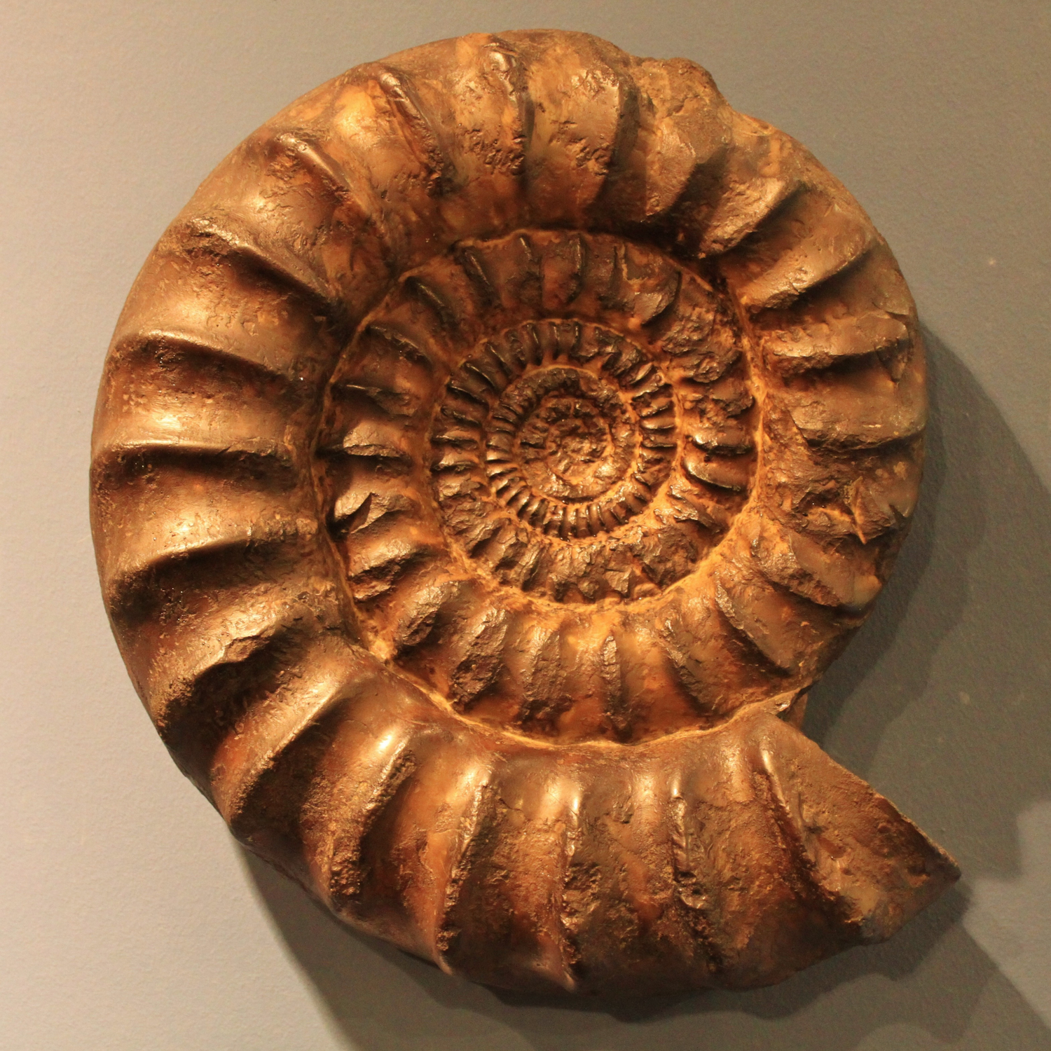 Fossils