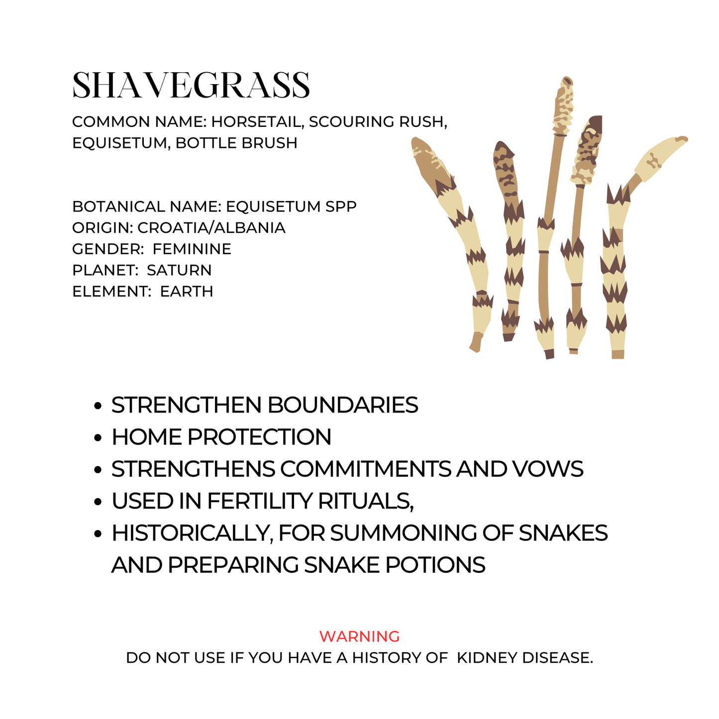 Shavegrass Herb