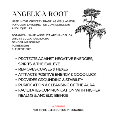 Angelica Root