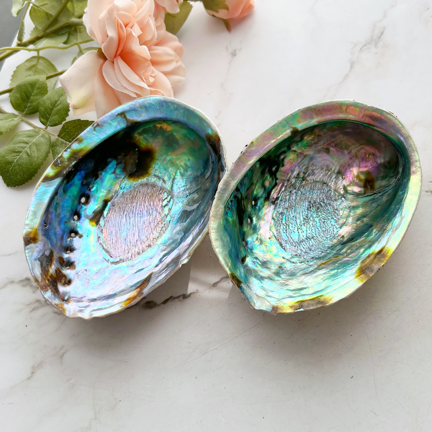 5-6" Large Abalone Shell