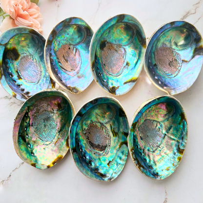 5-6" Large Abalone Shell