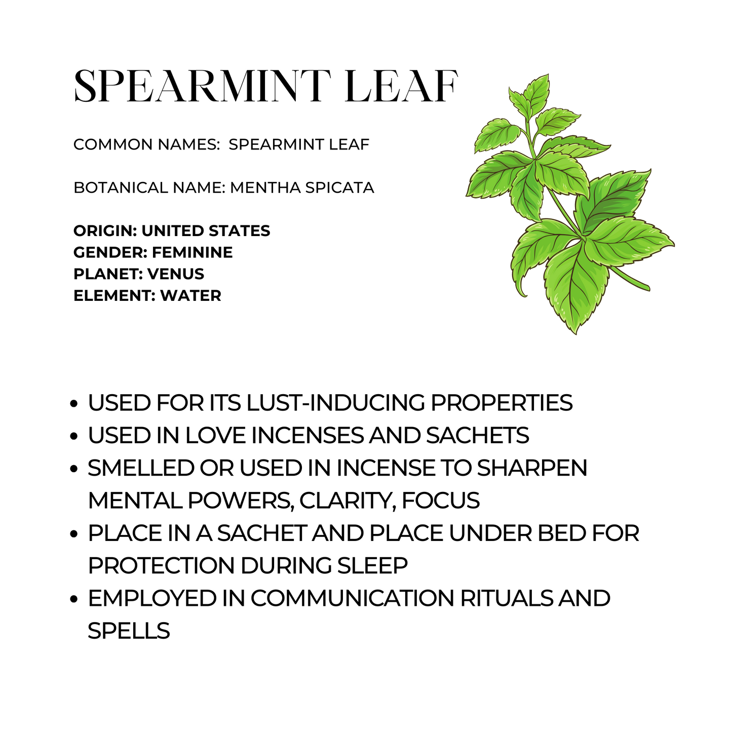 Spearmint Leaf