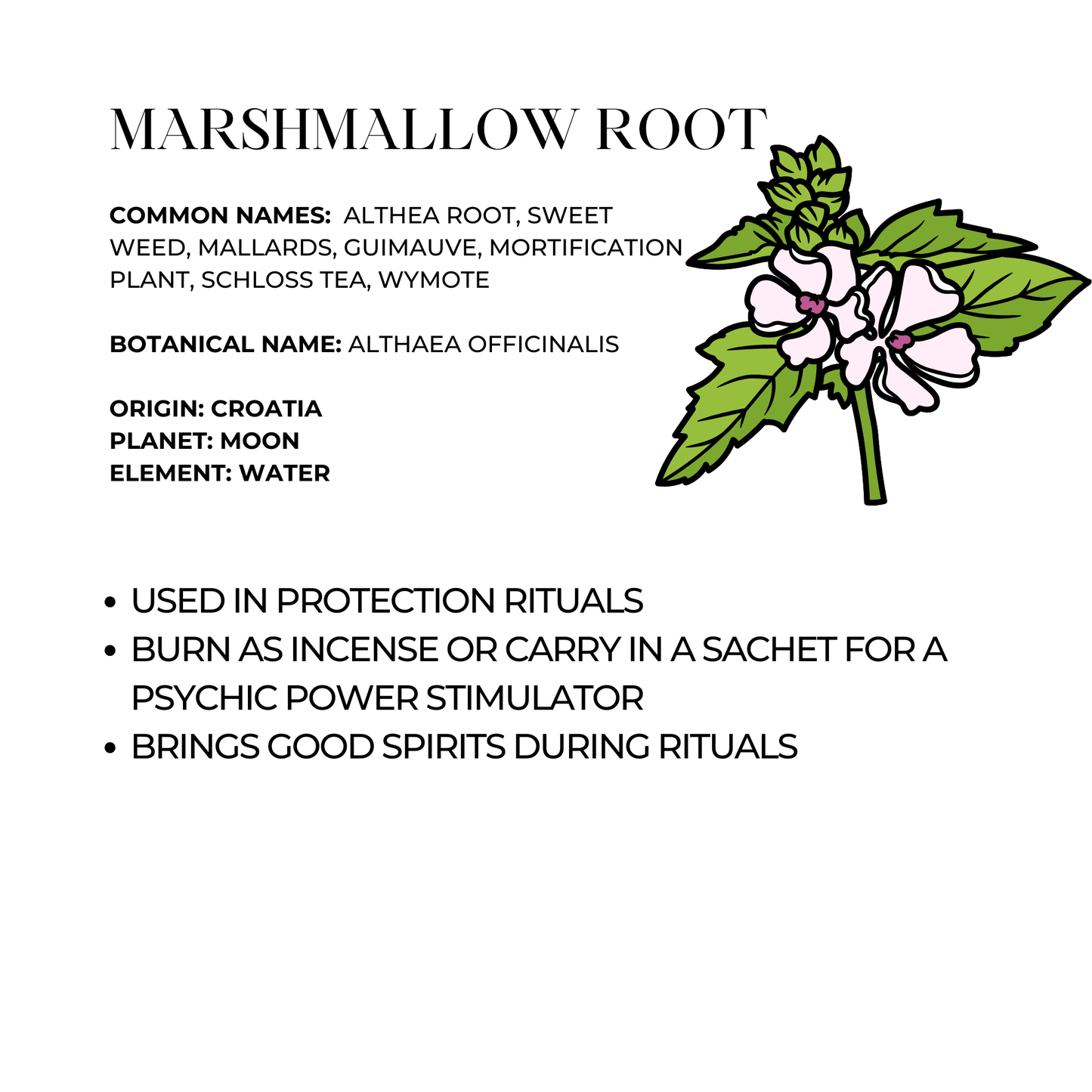 Marshmallow Root