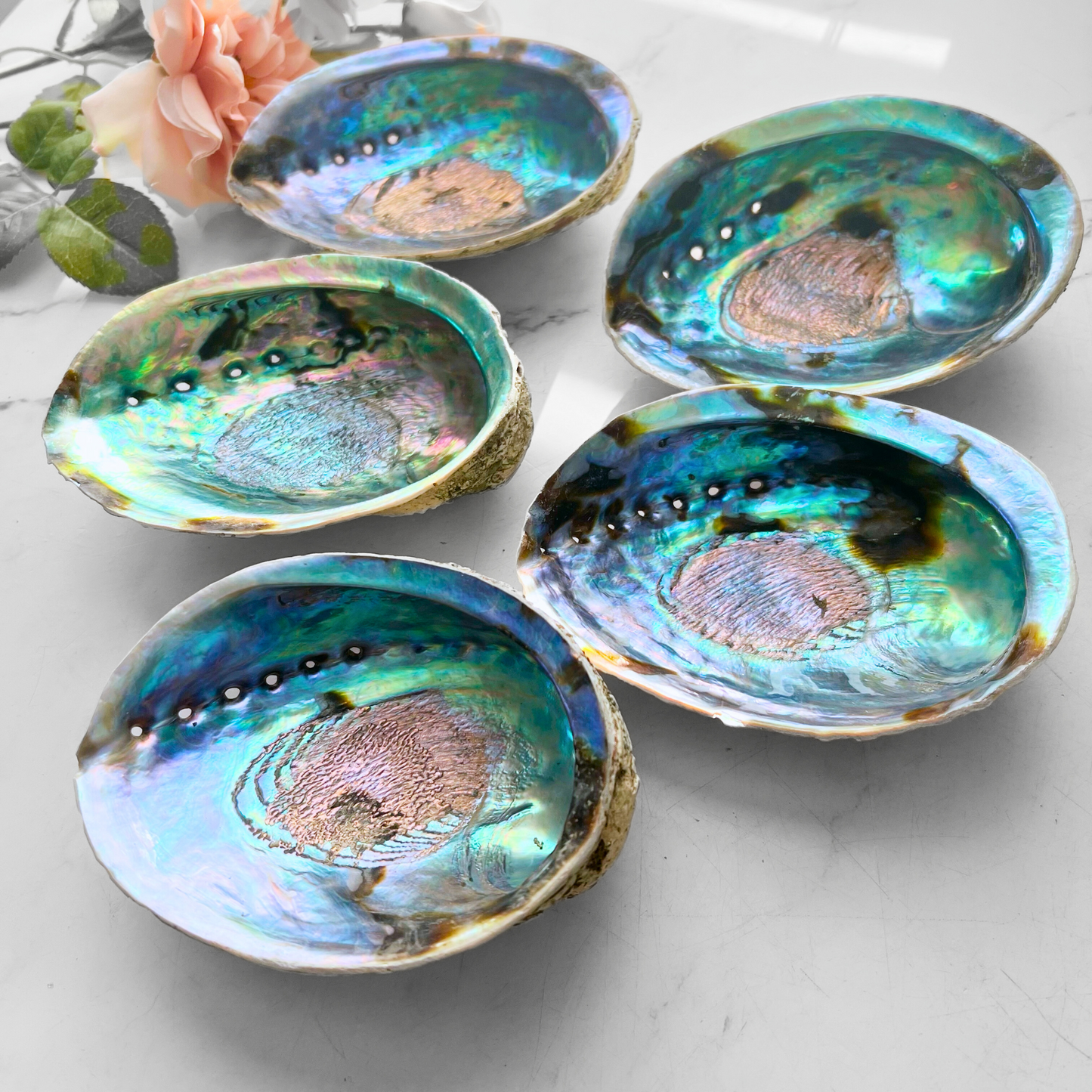 5-6" Large Abalone Shell