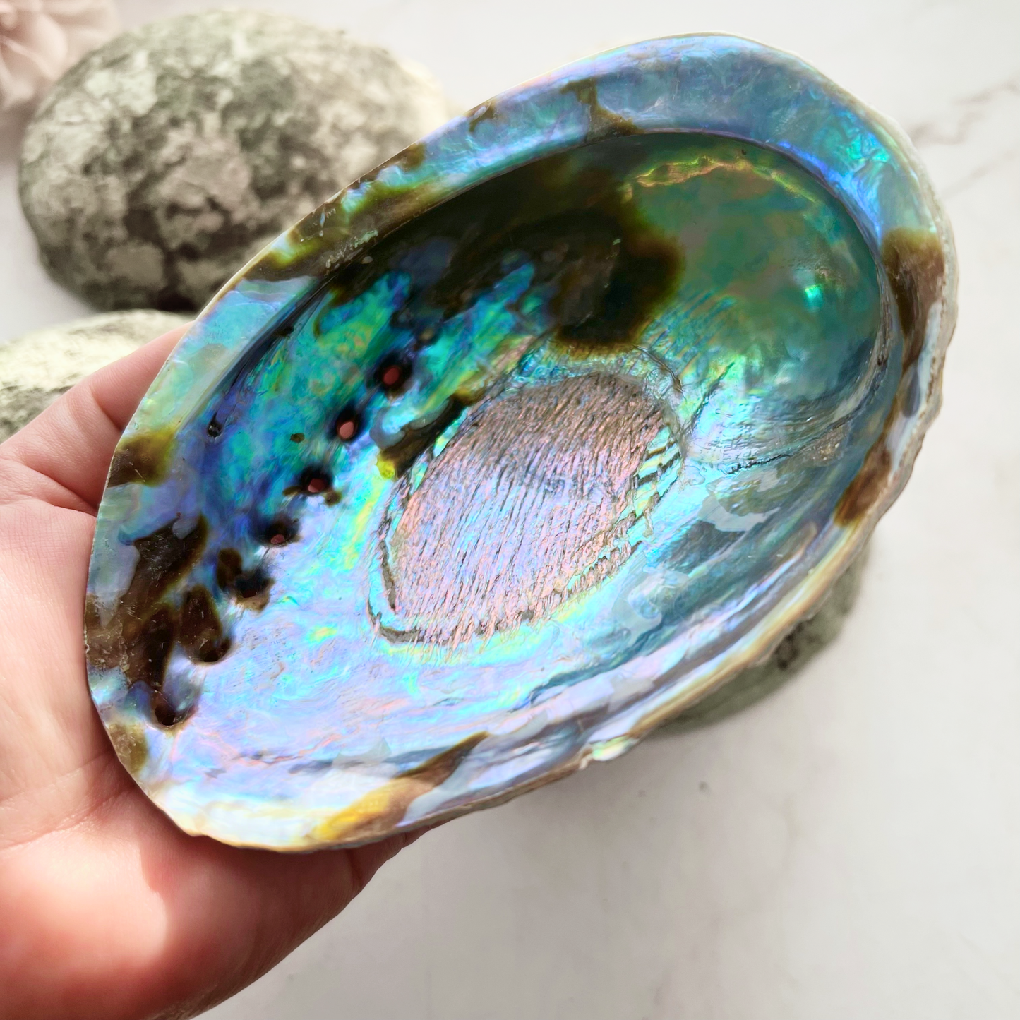 5-6" Large Abalone Shell