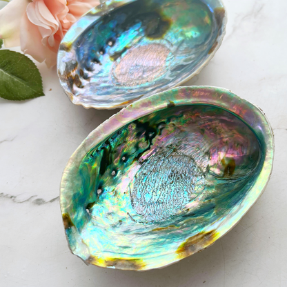 5-6" Large Abalone Shell