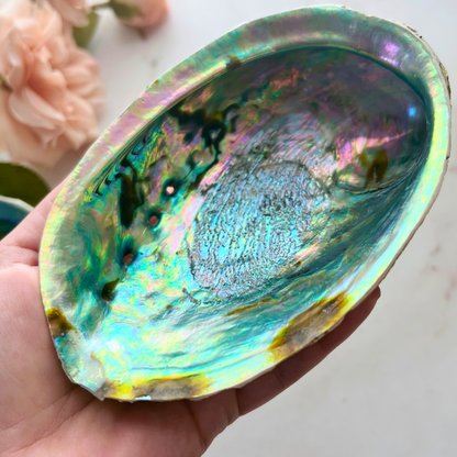 5-6" Large Abalone Shell