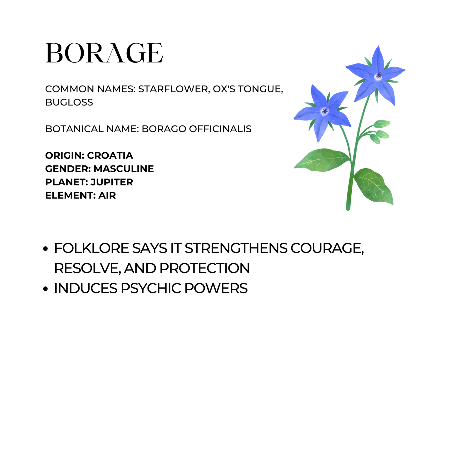 Borage Herb