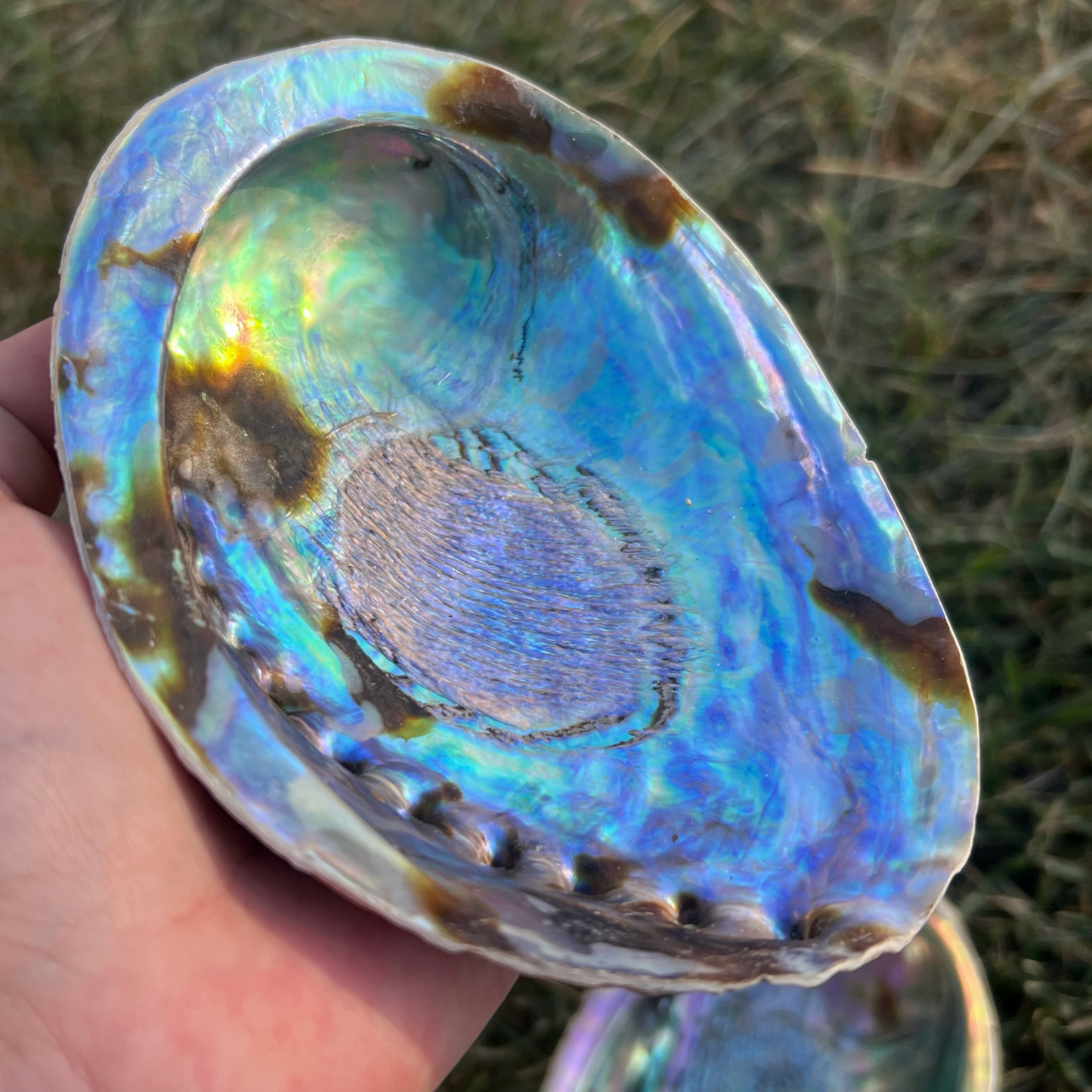 5-6" Large Abalone Shell