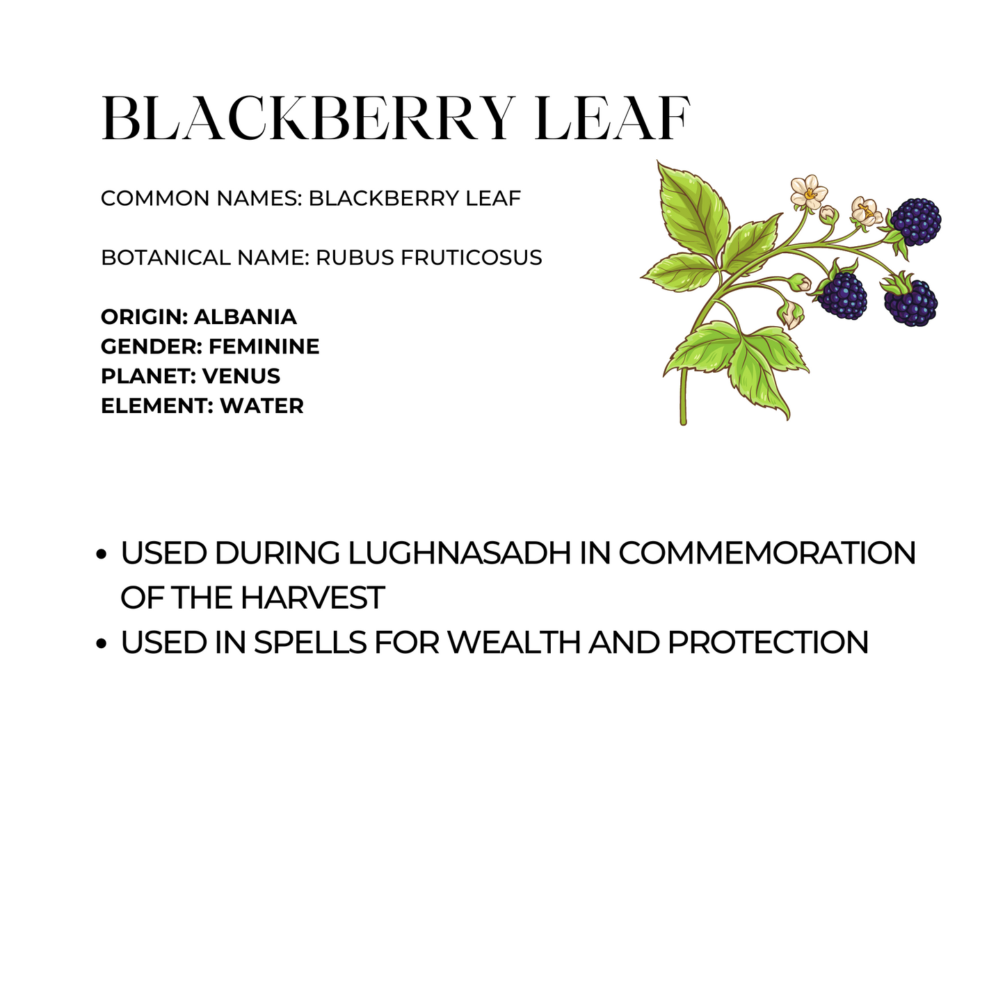 Blackberry Leaf