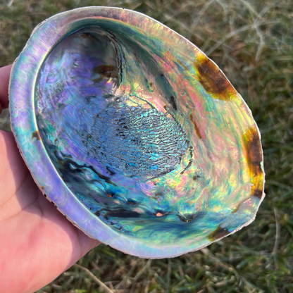 5-6" Large Abalone Shell