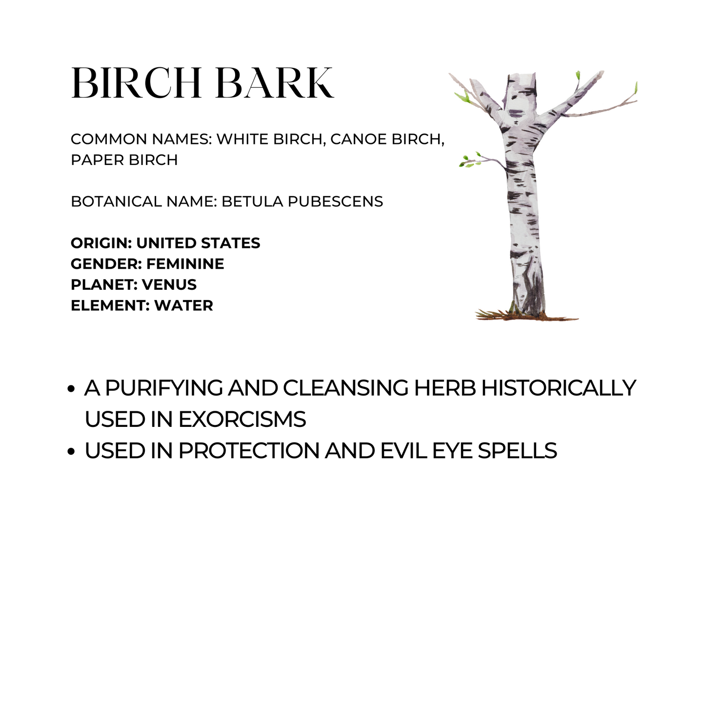 Birch Bark