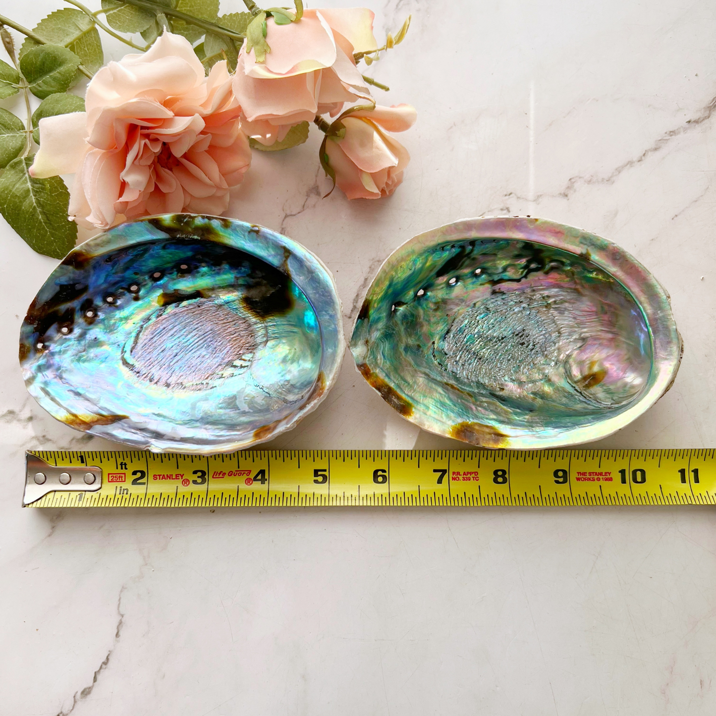 5-6" Large Abalone Shell