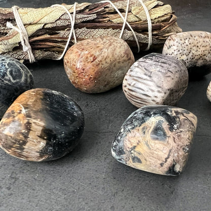 Fossilized Palm Root Tumbled Stones