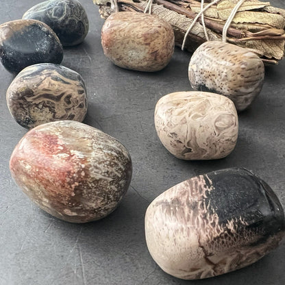 Fossilized Palm Root Tumbled Stones