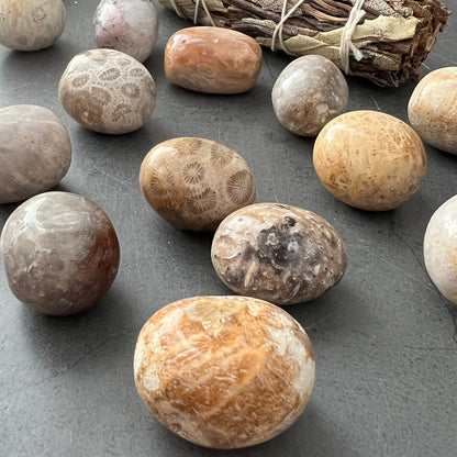 A black bowl filled with Fossilized Coral Tumbled Stones in various shades of beige, brown, and gray sits on a gray surface. Next to the bowl are branches of frosty pussy willows, adding a natural touch to the scene, as if curated by an emotional healer using fossilized coral elements.