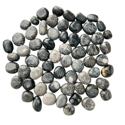 Crinoid Fossil Tumbled Stones