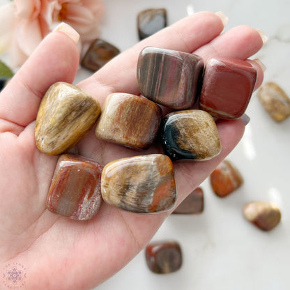 Petrified Wood Tumbled Stones