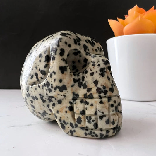 A polished 2" Dalmatian Jasper Skull, expertly carved into a skull shape, rests on a white surface against a dark background. To its right stands a white pot housing a vibrant orange succulent. This unique piece invites contemplation and evokes echoes of ancient ancestral rituals.