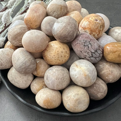 Fossilized Coral Tumbled Stones