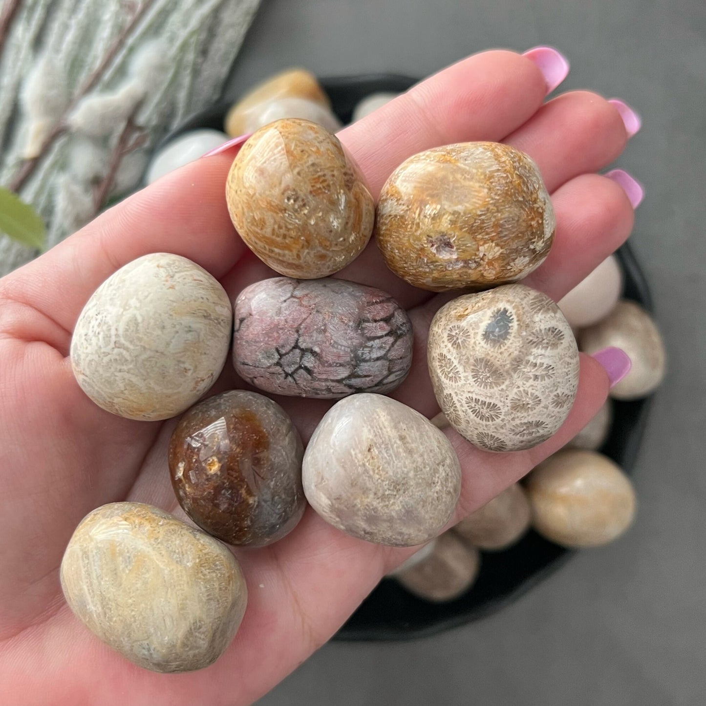 A black bowl filled with Fossilized Coral Tumbled Stones in various shades of beige, brown, and gray sits on a gray surface. Next to the bowl are branches of frosty pussy willows, adding a natural touch to the scene, as if curated by an emotional healer using fossilized coral elements.