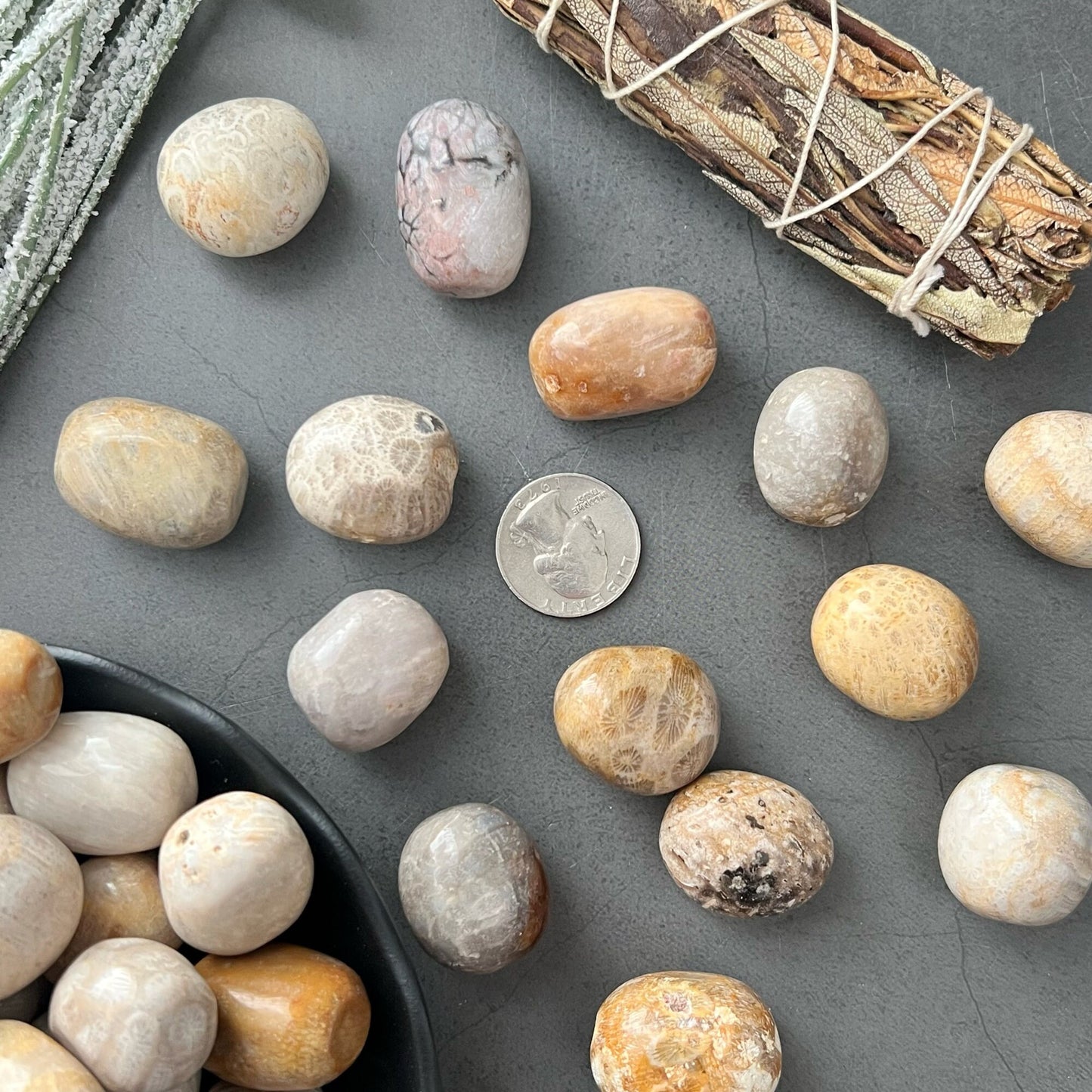 Fossilized Coral Tumbled Stones