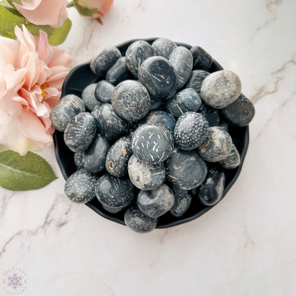 Crinoid Fossil Tumbled Stones