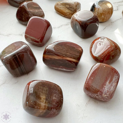 Petrified Wood Tumbled Stones